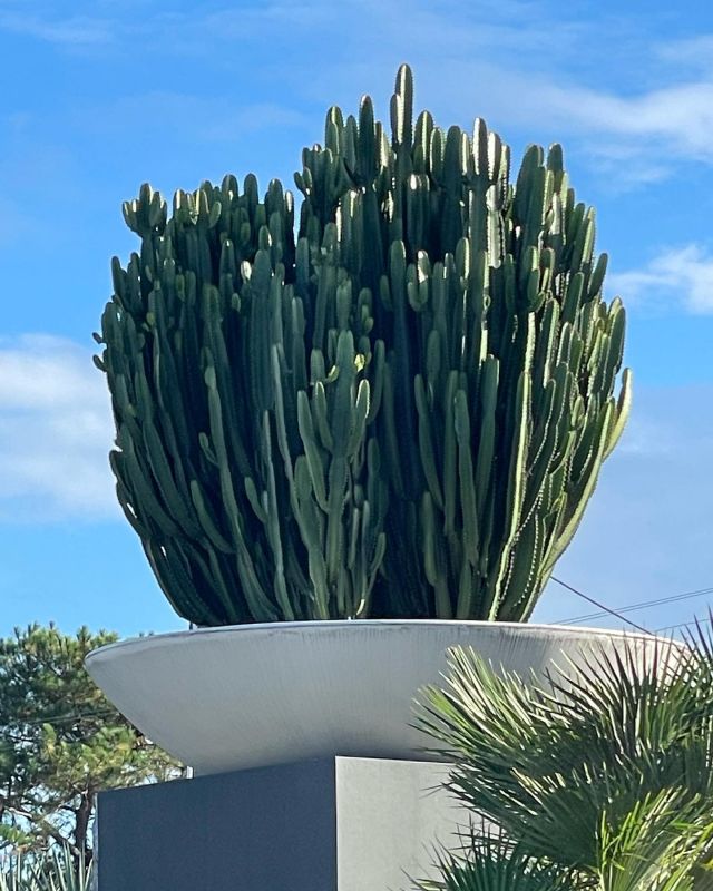 Architectural By Nature - Australia's premier grower ofadvanced cacti and  xeriscape plants.